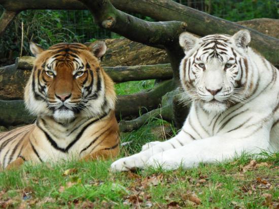 Natur'Zoo de Mervent