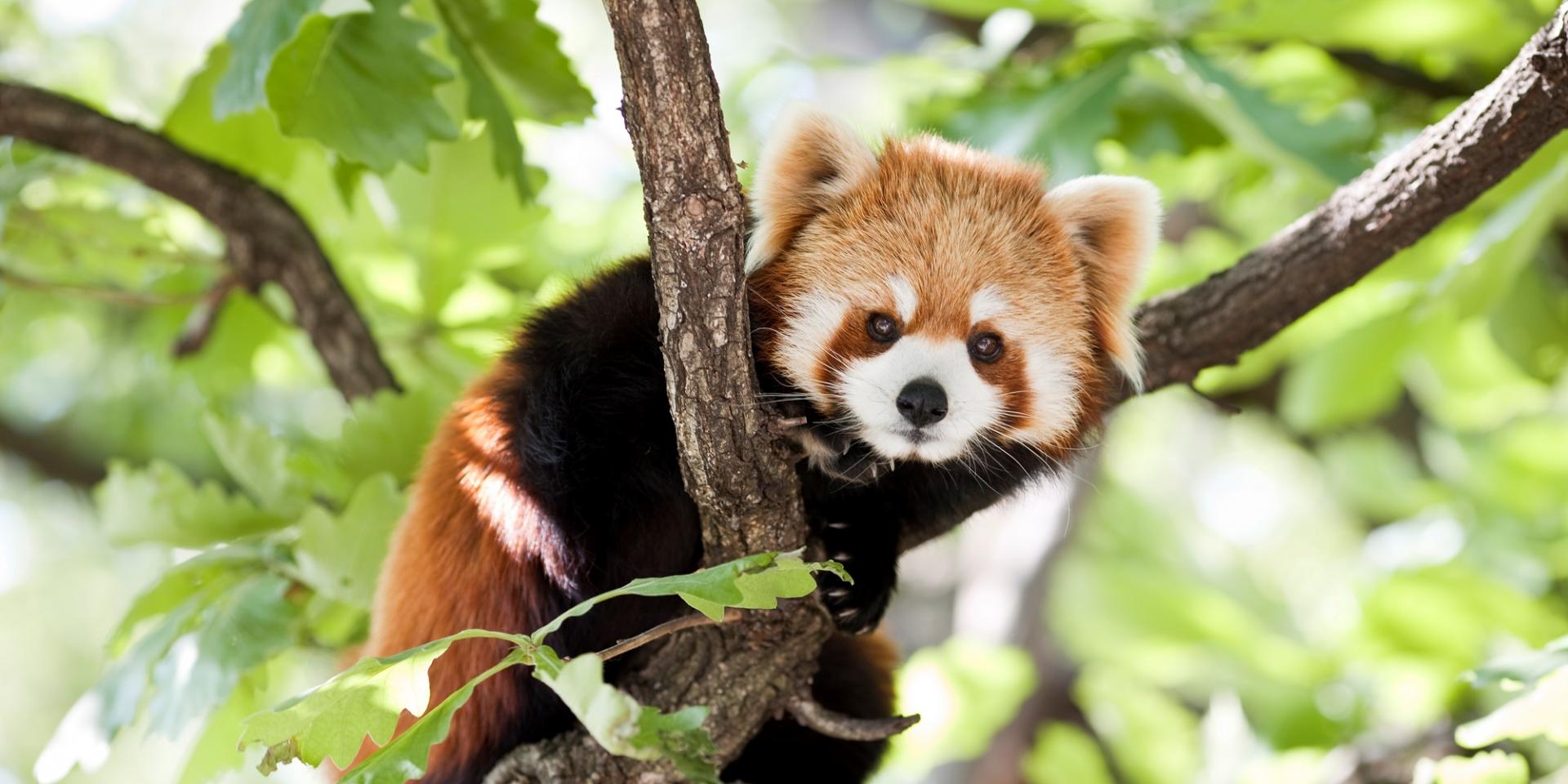 Natur'Zoo de Mervent