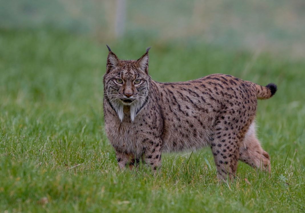 Natur'Zoo de Mervent