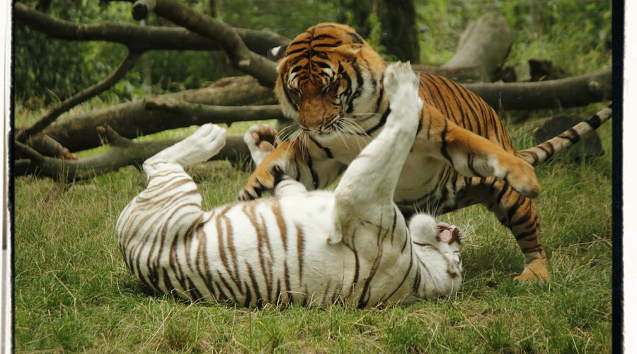 Natur'Zoo de Mervent