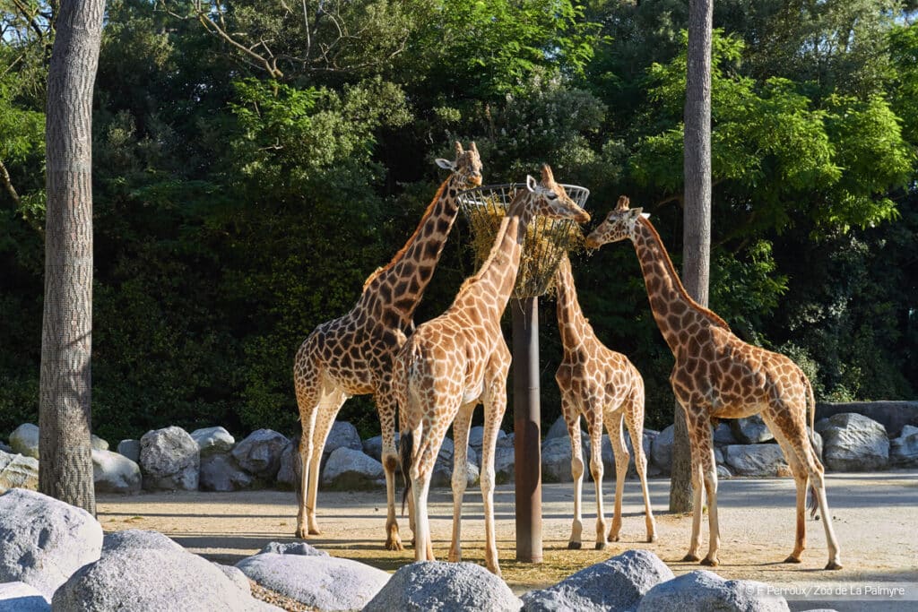 Zoo de La Palmyre
