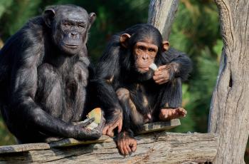 Zoo de La Palmyre