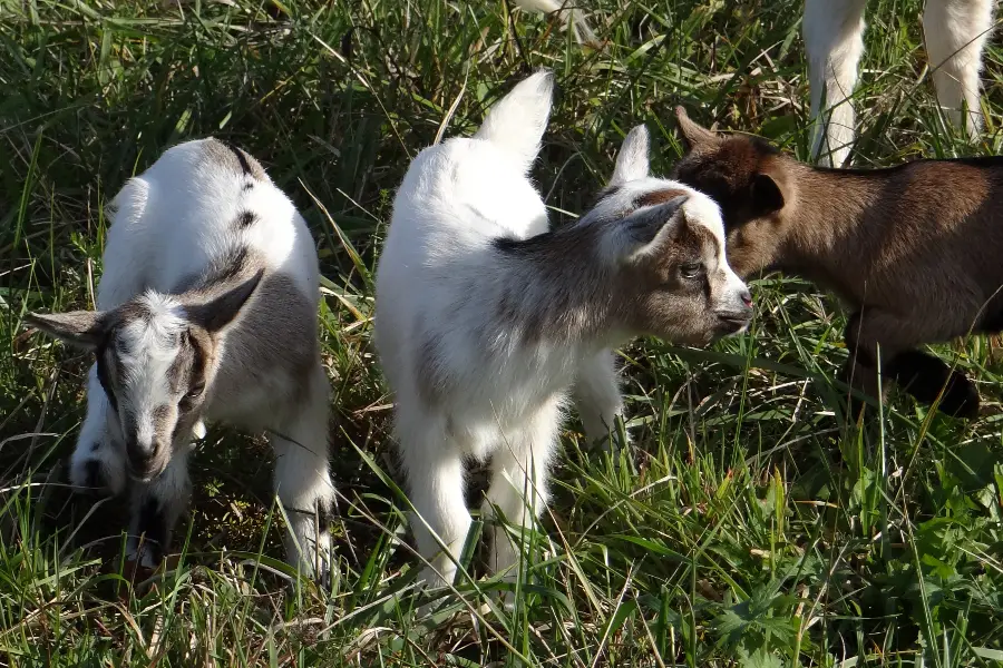 Parc animalier de Lussas