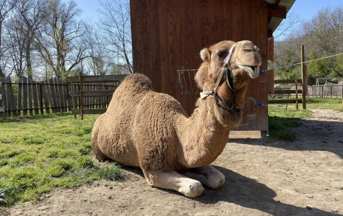 Parc animalier de Lussas