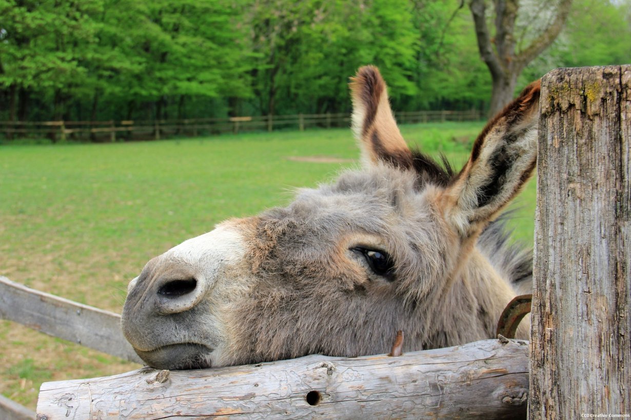 Parc animalier de Lussas