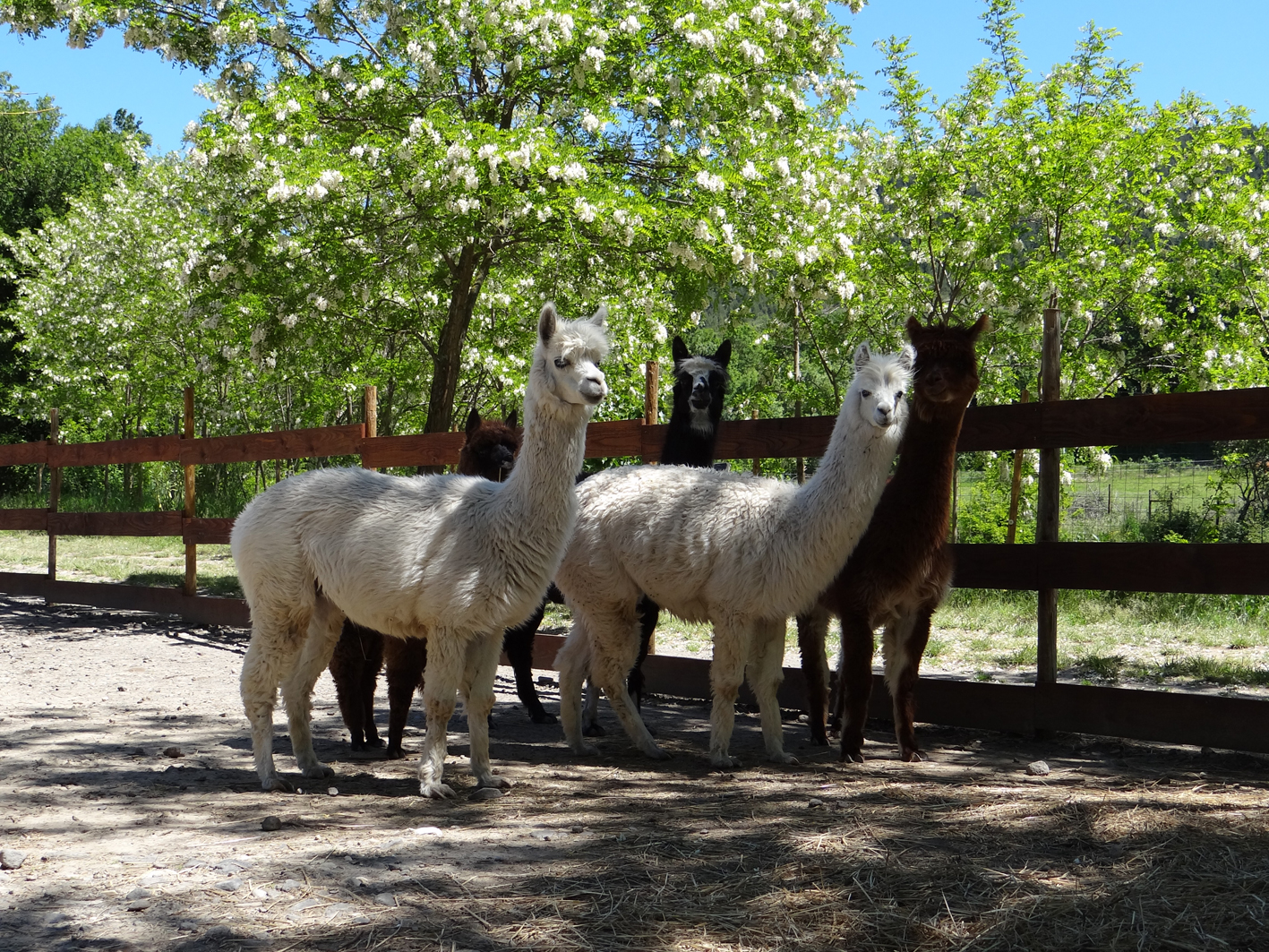 Parc animalier de Lussas