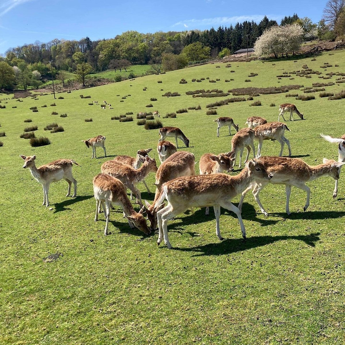 La vallée des daims