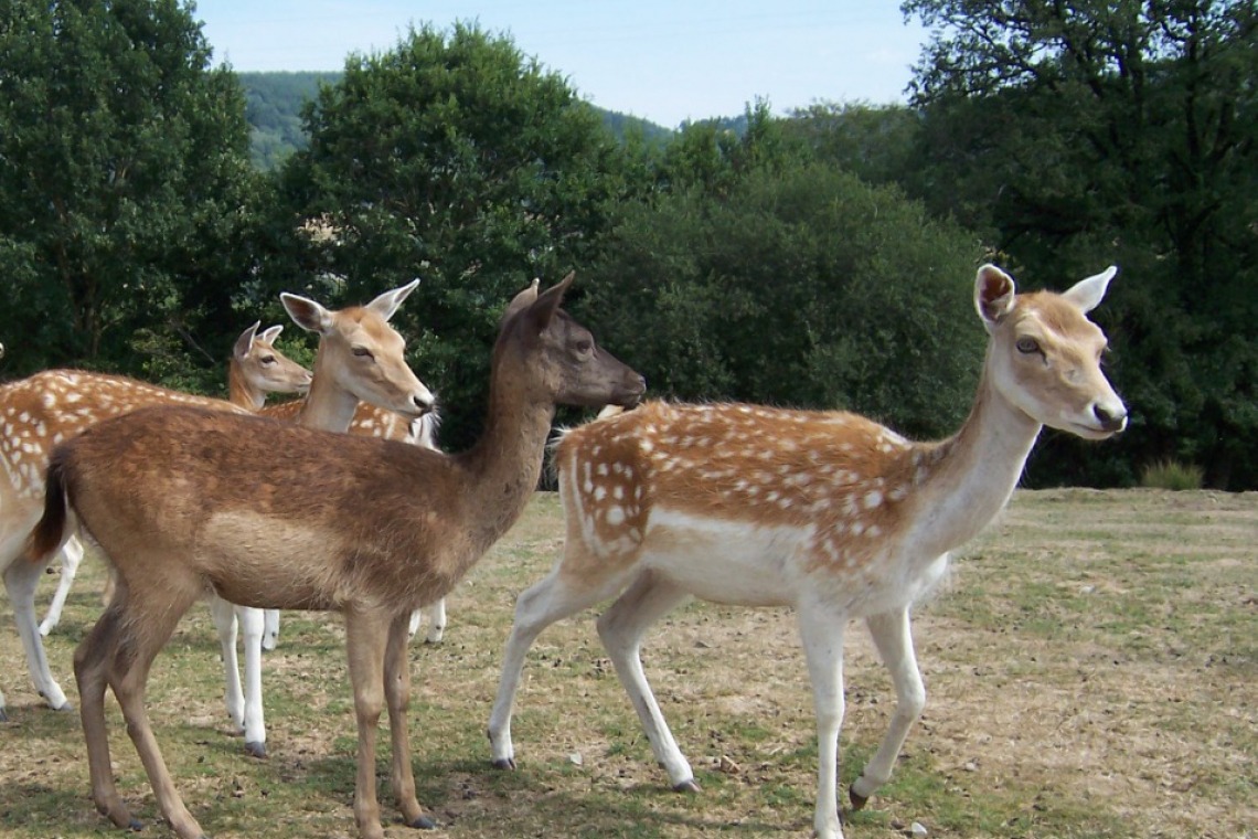 La vallée des daims