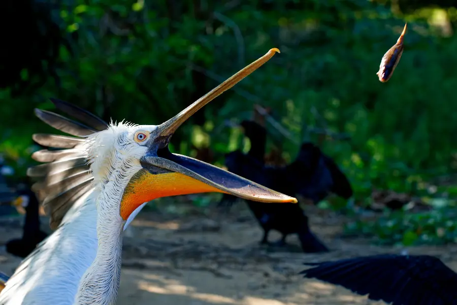 Zoo d'Upie