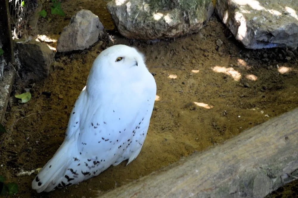 Zoo d'Upie