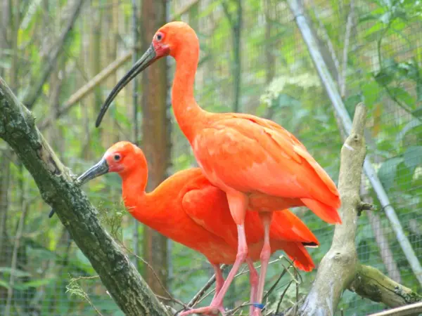 Zoo d'Upie