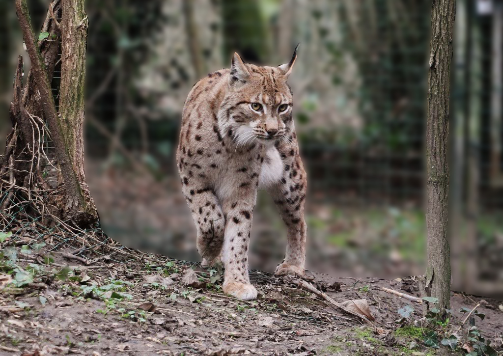 Parc animalier du château de Moidière