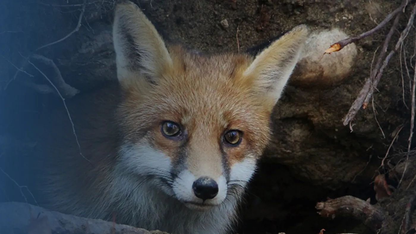 Parc animalier du château de Moidière