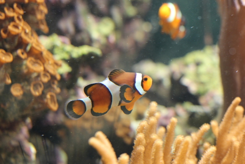 Aquarium de Saint-Chamond