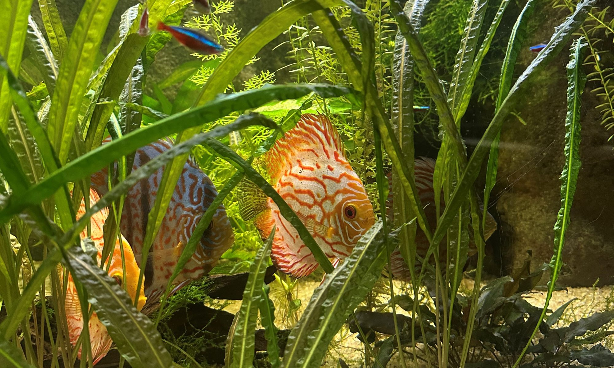 Aquarium de Saint-Chamond
