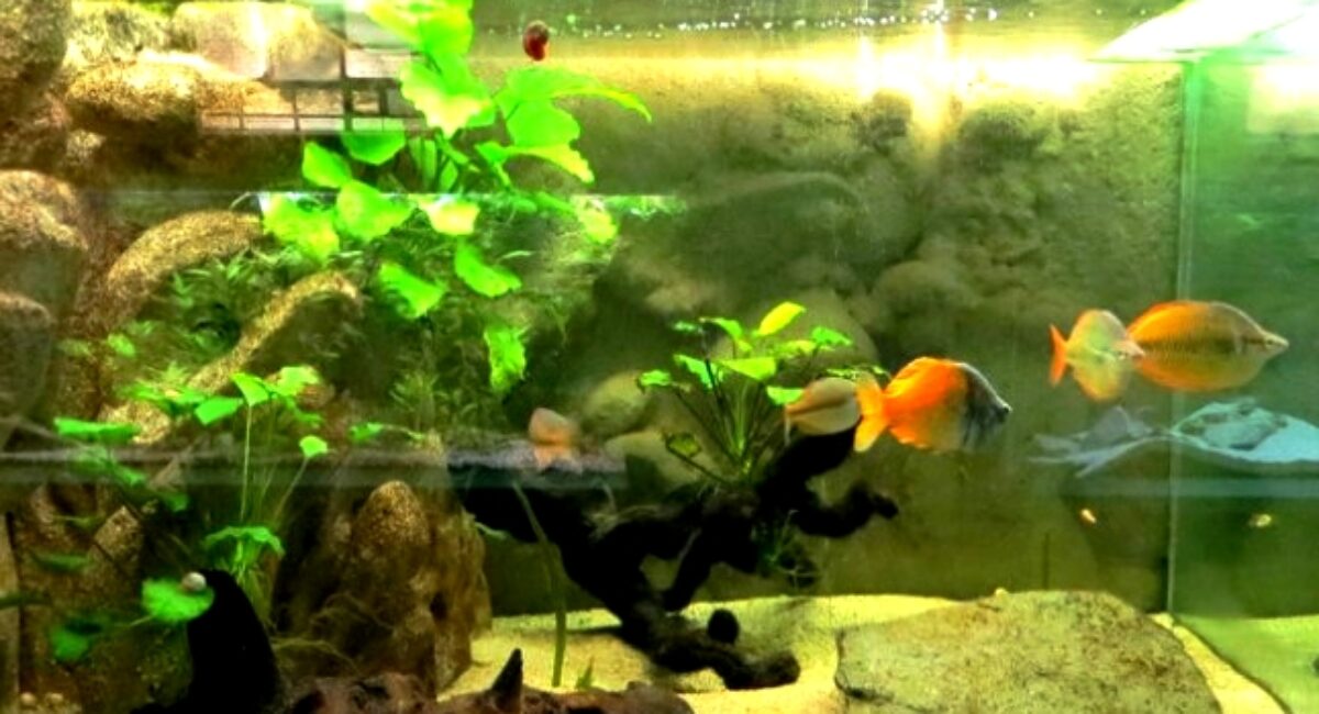 Aquarium de Saint-Chamond