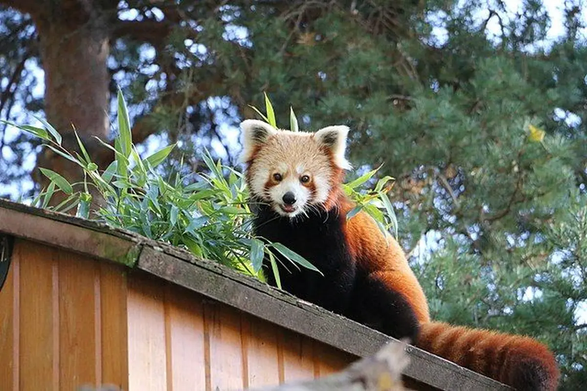 Espace zoologique de Saint-Martin-la-Plaine