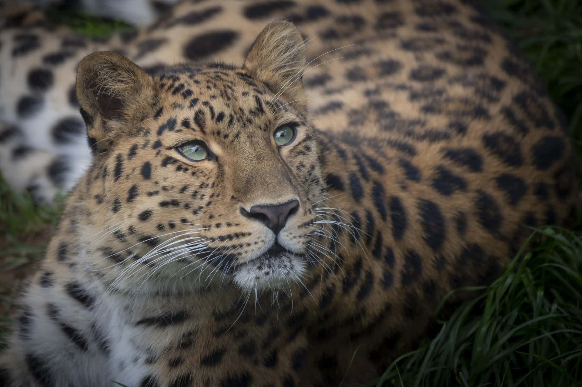 Parc animalier d'Auvergne