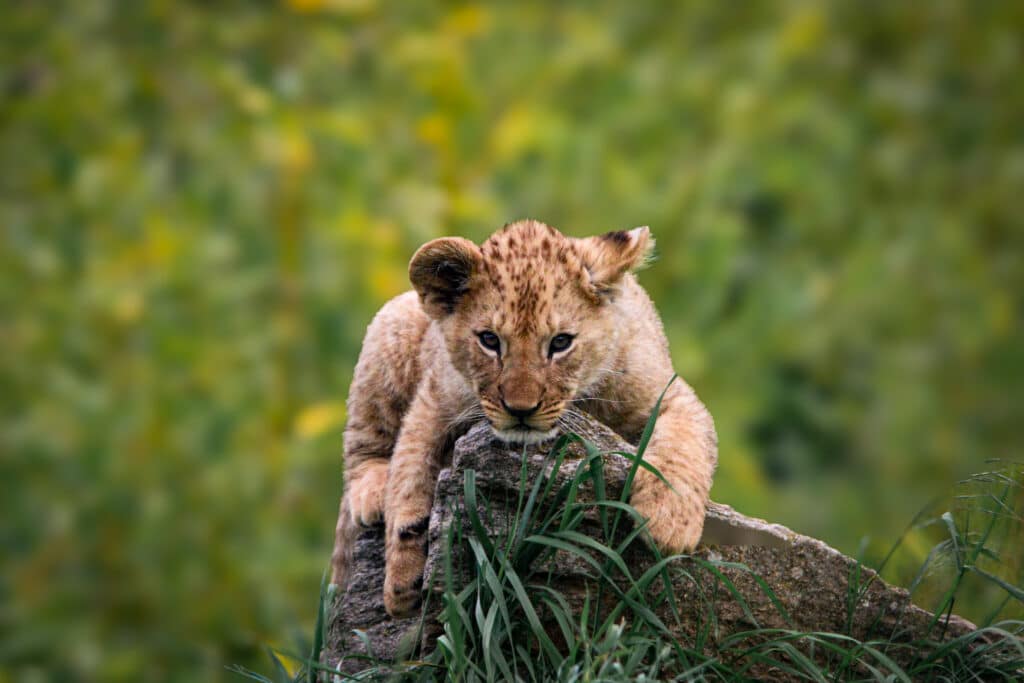 Parc animalier d'Auvergne
