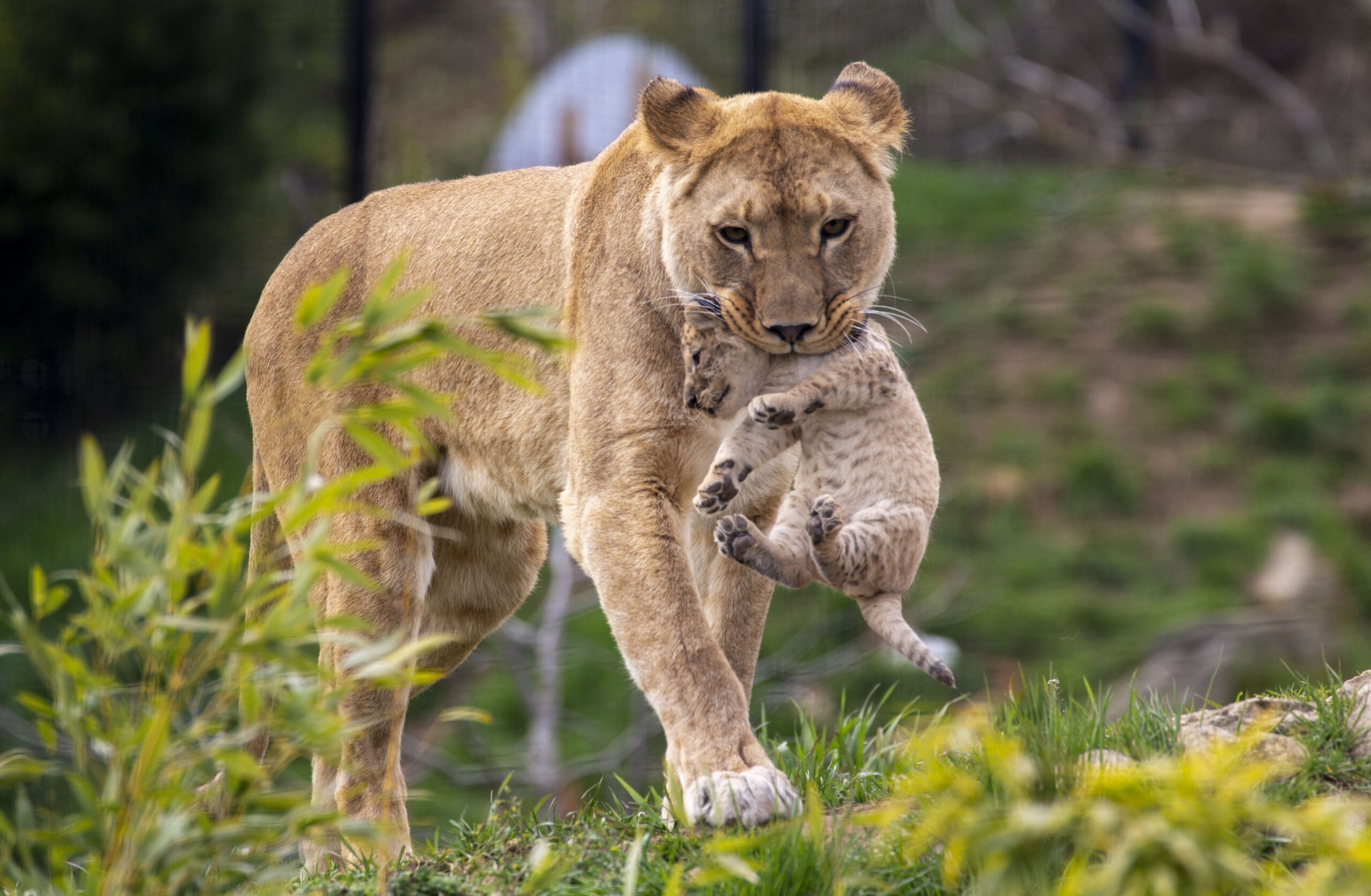 Parc animalier d'Auvergne
