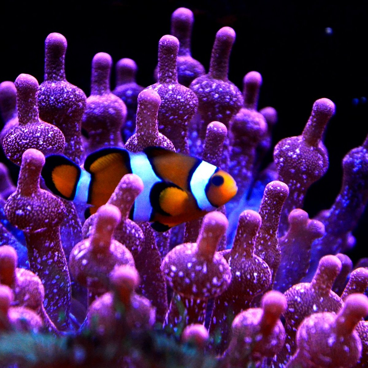 Aquarium de Lyon