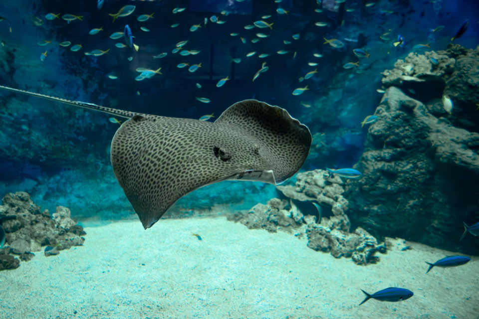 Aquarium de Lyon