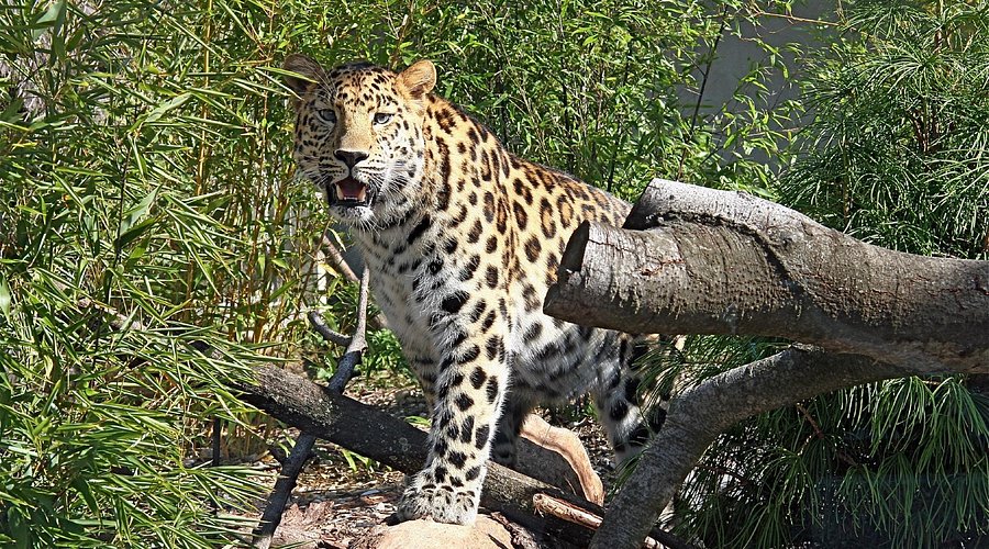Jardin zoologique de Lyon