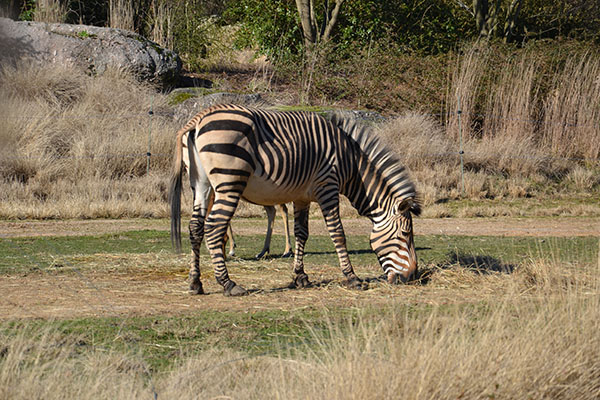 Jardin zoologique de Lyon