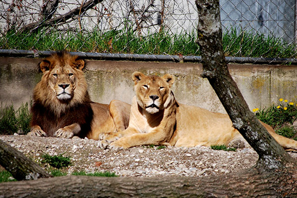 Jardin zoologique de Lyon