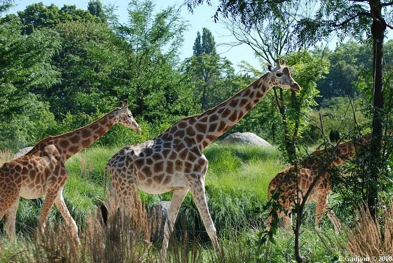 Jardin zoologique de Lyon
