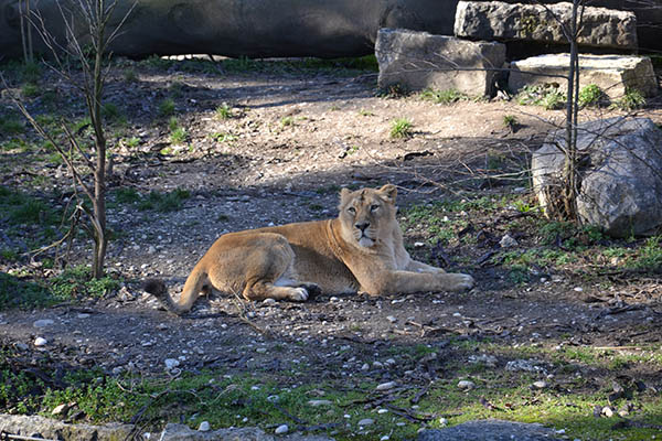 Jardin zoologique de Lyon
