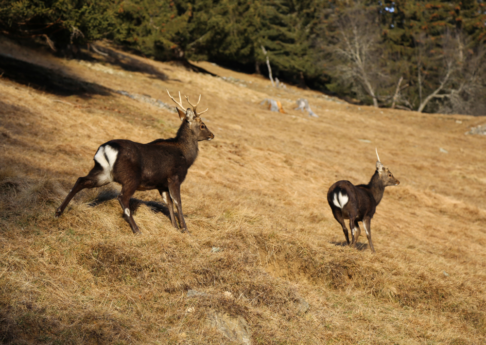 Parc animalier de Merlet