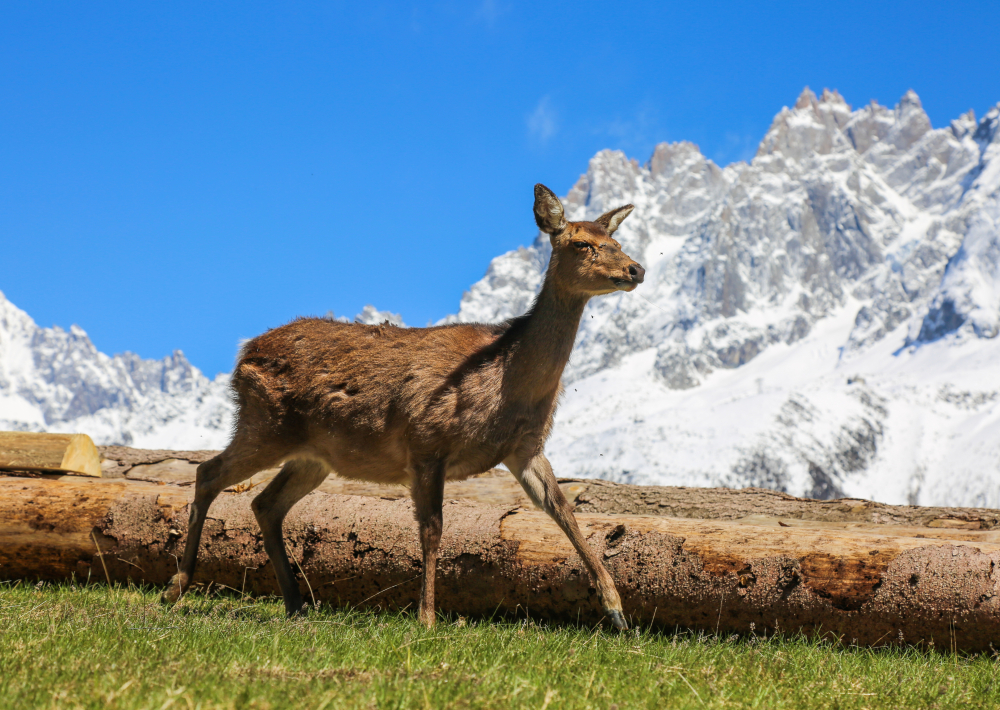 Parc animalier de Merlet