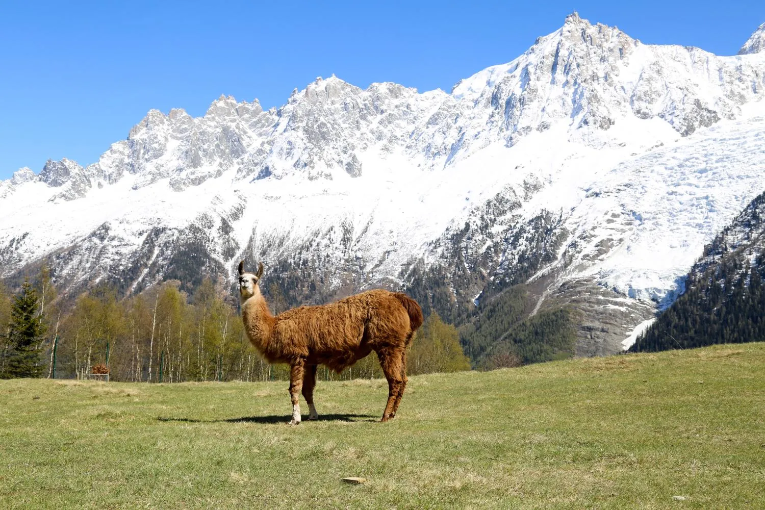 Parc animalier de Merlet