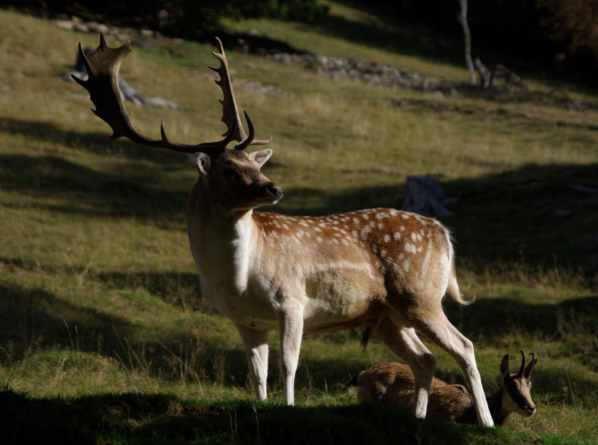 Parc animalier de Merlet