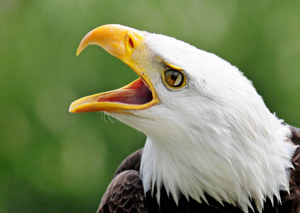 Les Aigles du Léman