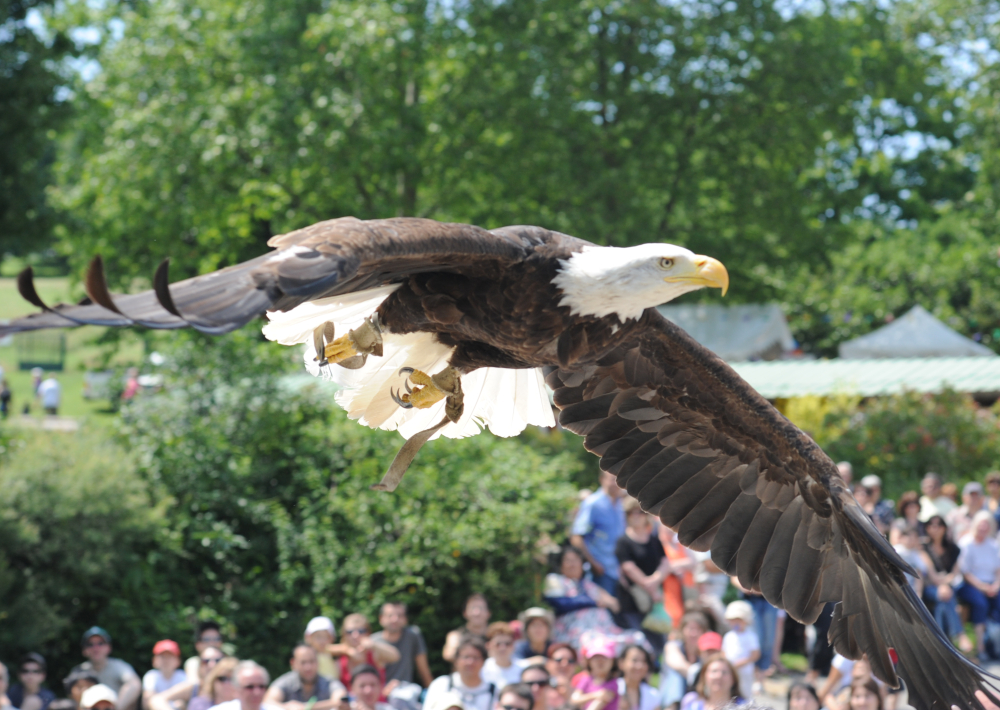 Les Aigles du Léman