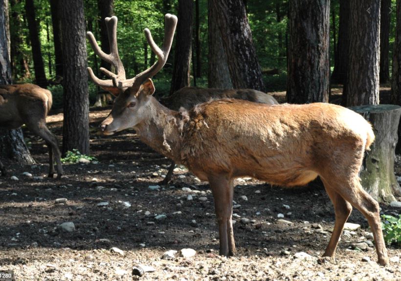 Parc animalier de la Grande Jeanne