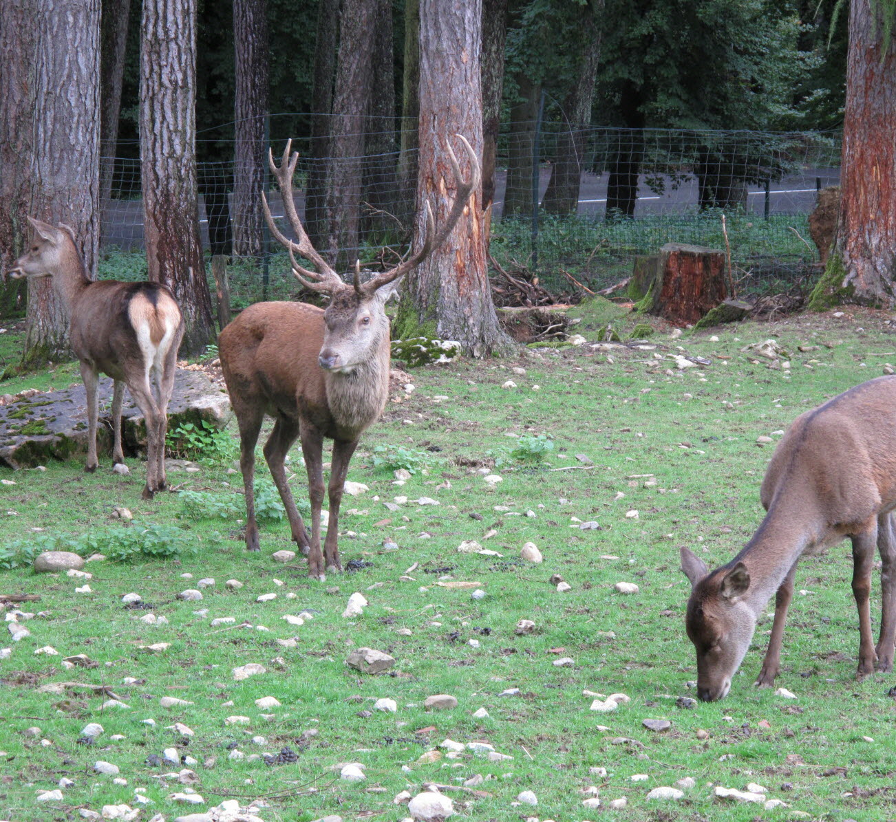 Parc animalier de la Grande Jeanne