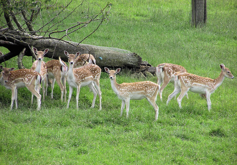 Parc animalier de la Grande Jeanne