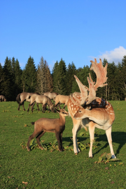 Parc polaire