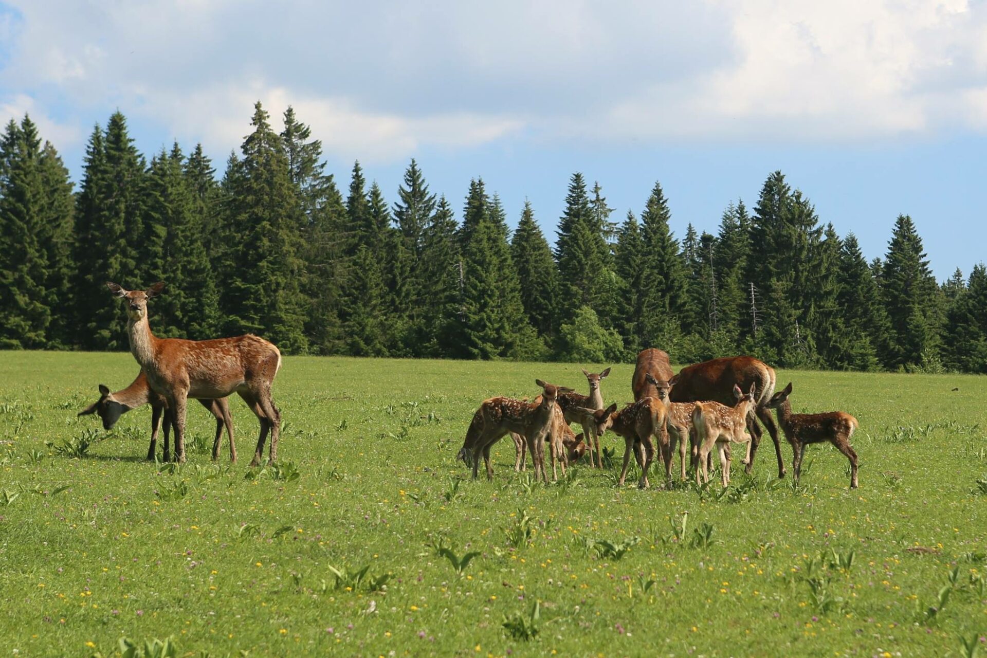 Parc polaire