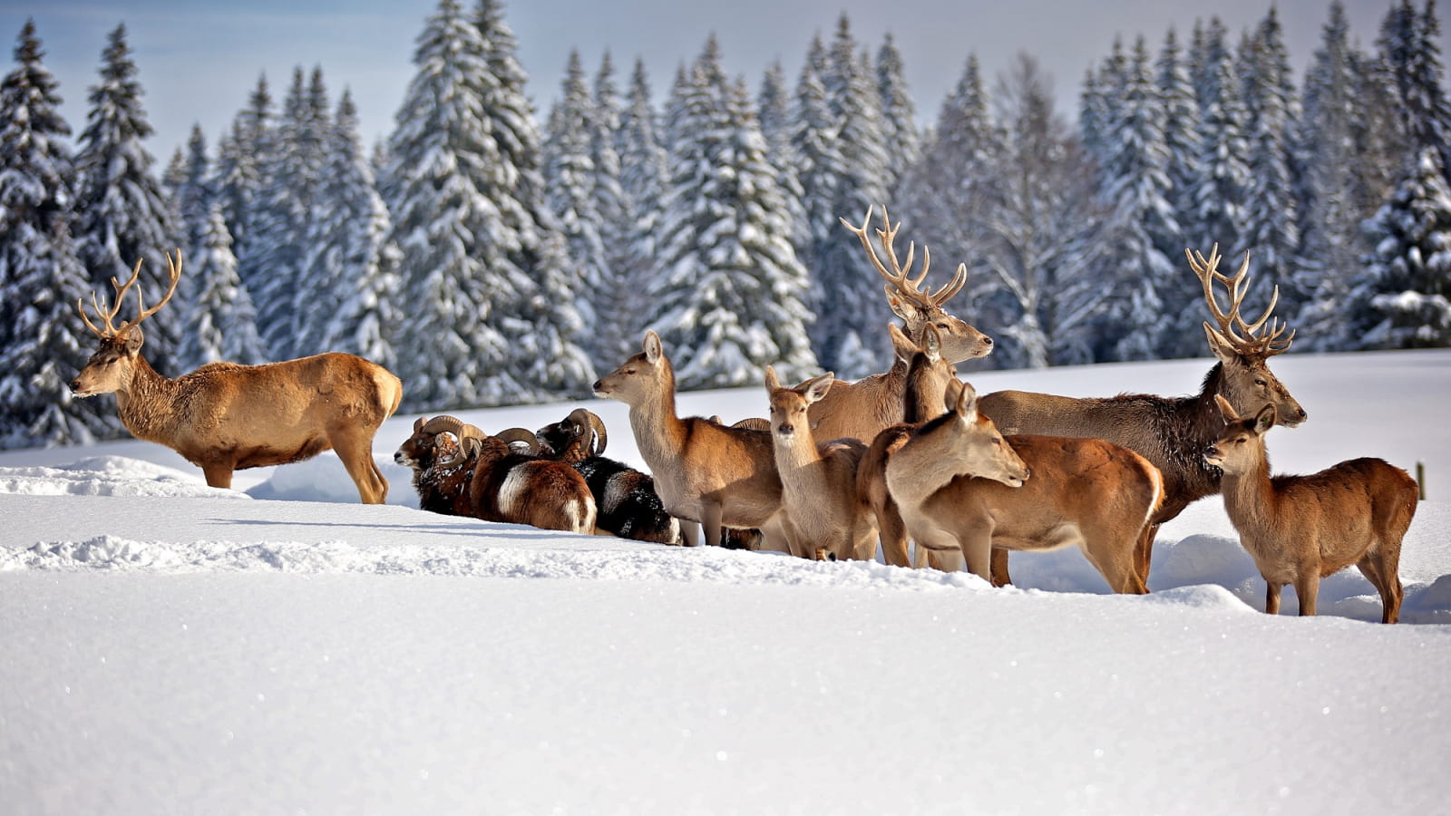 Parc polaire