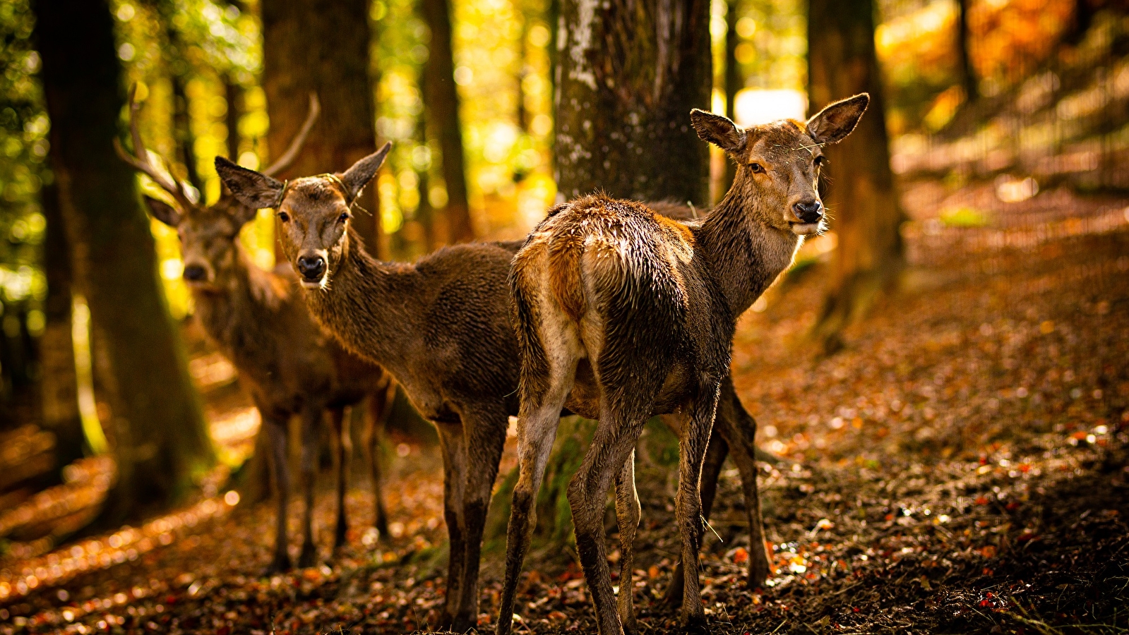 Parc animalier de Fougerolles-Saint‑Valbert