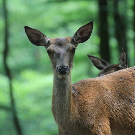 Parc animalier de Fougerolles-Saint‑Valbert