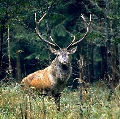 Parc animalier de Fougerolles-Saint‑Valbert