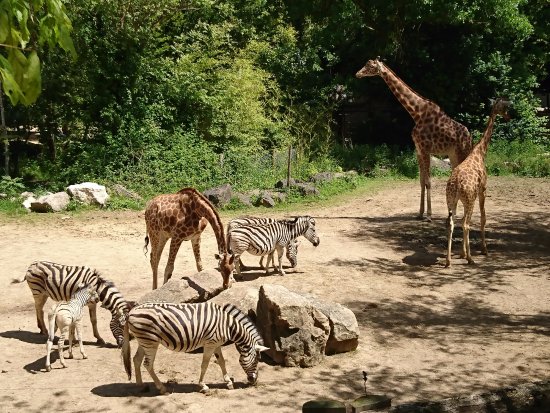 Touroparc Zoo