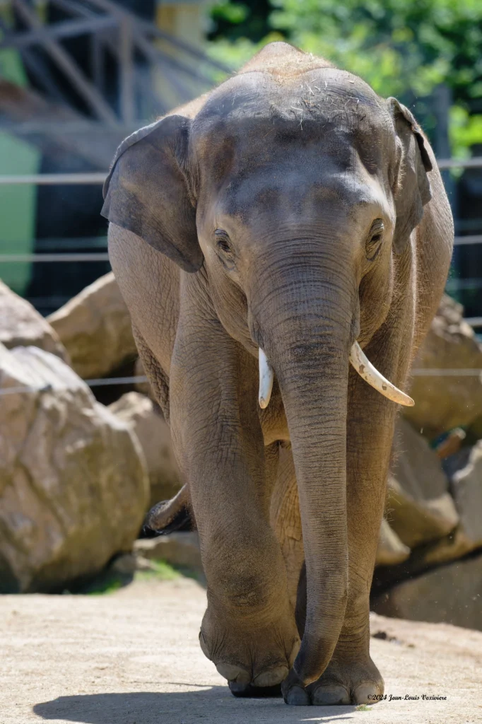 Touroparc Zoo
