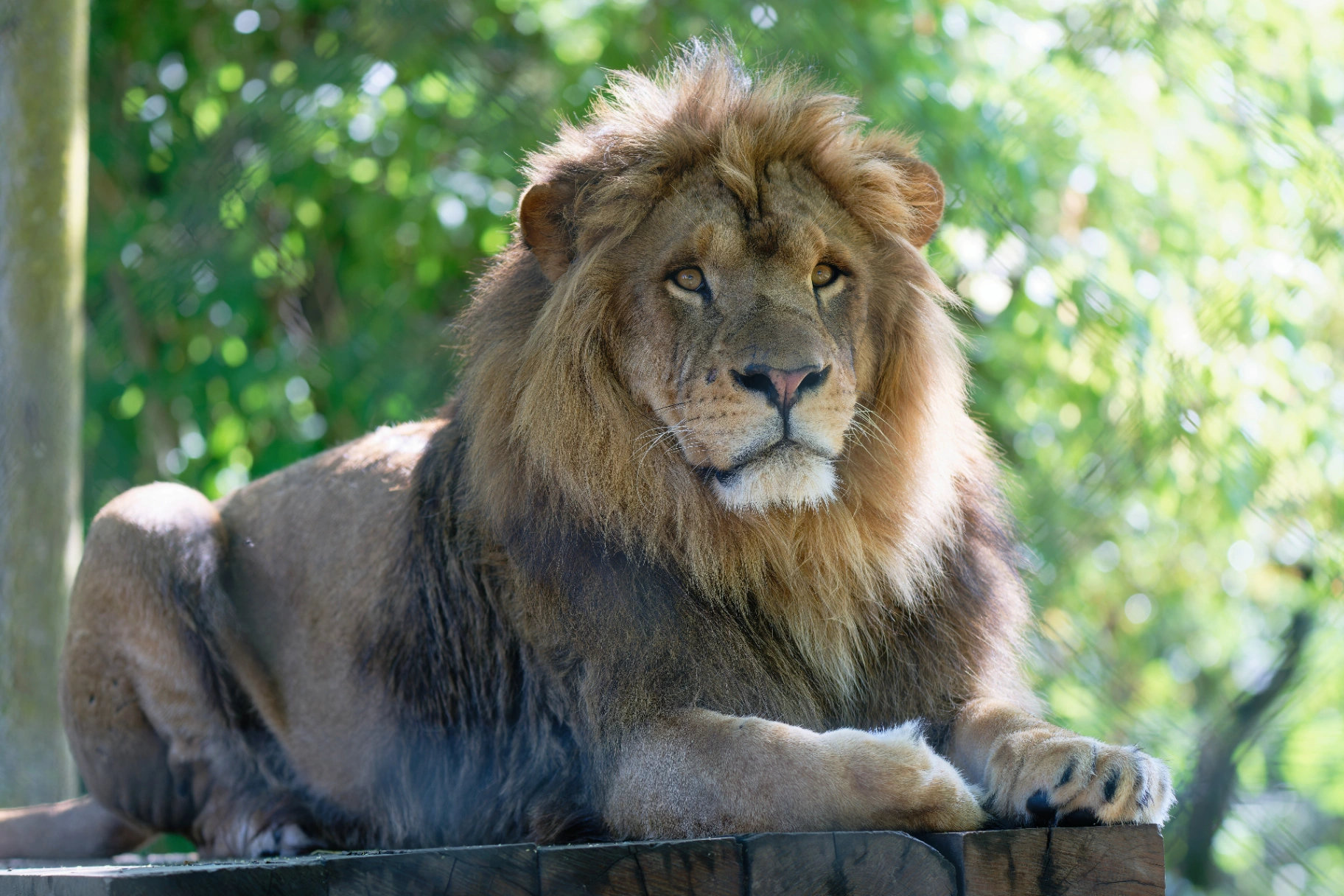 Touroparc Zoo