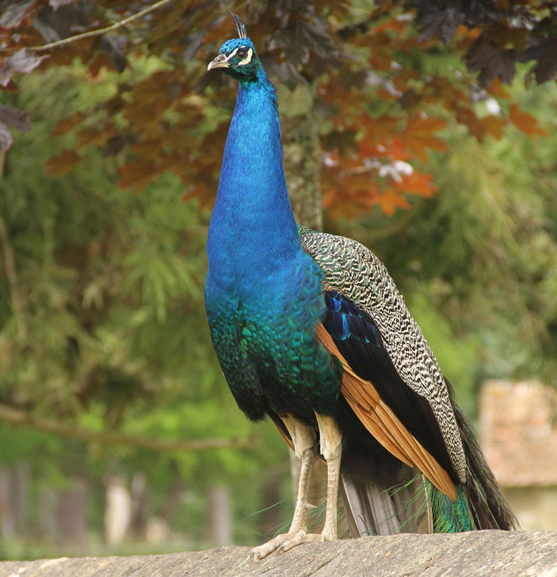 Parc Animalier de Boutissaint